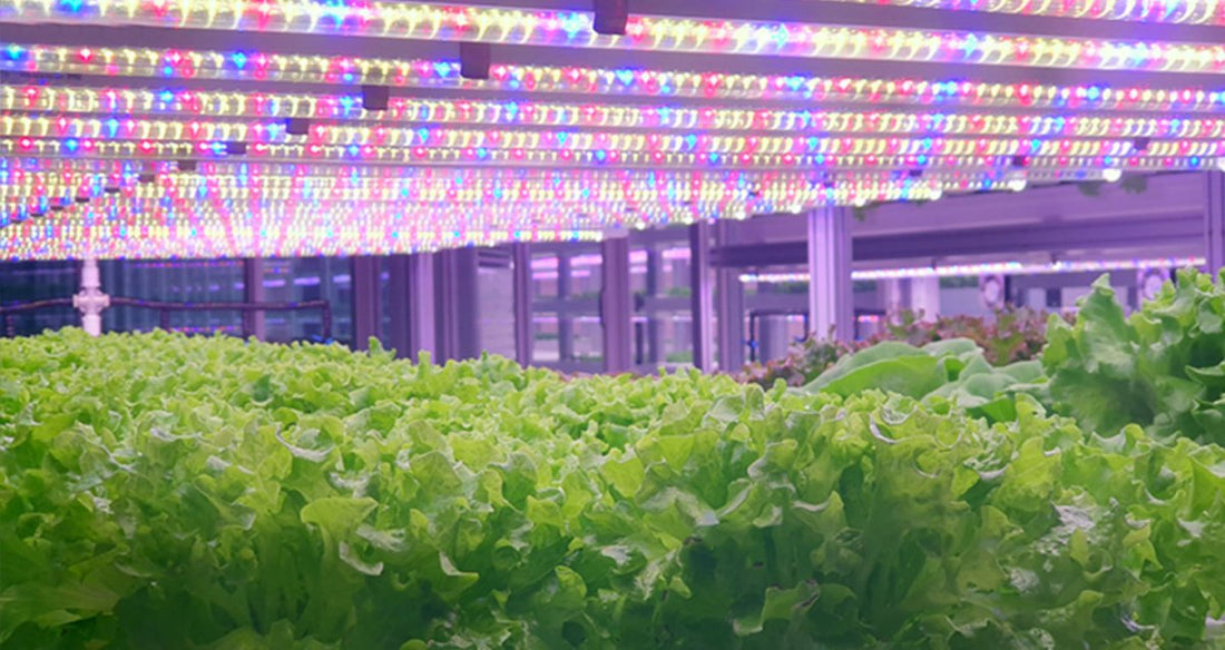 What Do You Need To Know About LED Grow Lights? - LEDMyPlace